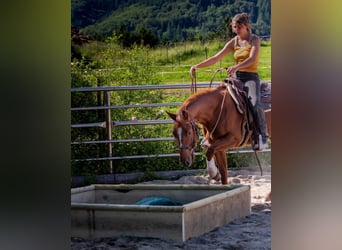 American Quarter Horse, Wallach, 4 Jahre, 146 cm, Fuchs