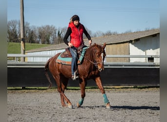 American Quarter Horse, Wallach, 4 Jahre, 146 cm, Fuchs