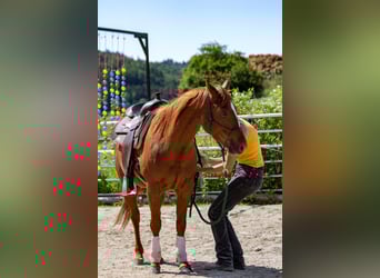 American Quarter Horse, Wallach, 4 Jahre, 146 cm, Fuchs