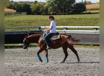 American Quarter Horse, Wallach, 4 Jahre, 146 cm, Fuchs