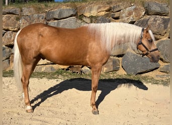 American Quarter Horse, Wallach, 4 Jahre, 146 cm, Palomino