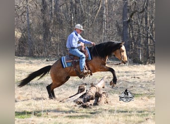 American Quarter Horse, Wallach, 4 Jahre, 147 cm, Buckskin