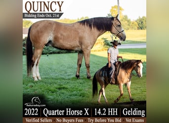 American Quarter Horse Mix, Wallach, 4 Jahre, 147 cm, Buckskin