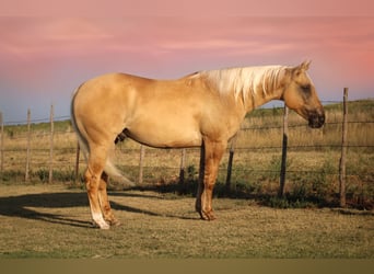 American Quarter Horse, Wallach, 4 Jahre, 147 cm, Dunalino