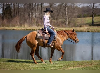 American Quarter Horse, Wallach, 4 Jahre, 147 cm, Falbe