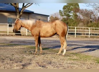 American Quarter Horse, Wallach, 4 Jahre, 147 cm, Palomino