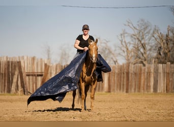 American Quarter Horse, Wallach, 4 Jahre, 147 cm, Palomino