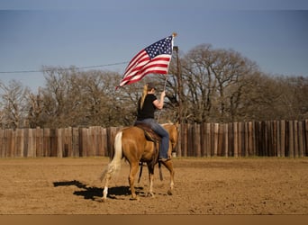 American Quarter Horse, Wallach, 4 Jahre, 147 cm, Palomino