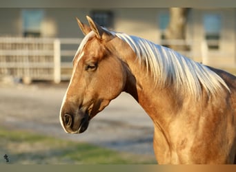 American Quarter Horse, Wallach, 4 Jahre, 147 cm, Palomino