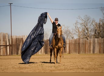 American Quarter Horse, Wallach, 4 Jahre, 147 cm, Palomino