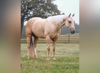 American Quarter Horse, Wallach, 4 Jahre, 147 cm, Palomino
