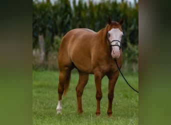 American Quarter Horse, Wallach, 4 Jahre, 147 cm, Red Dun