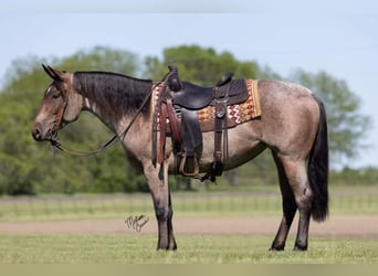 American Quarter Horse, Wallach, 4 Jahre, 147 cm, Roan-Bay