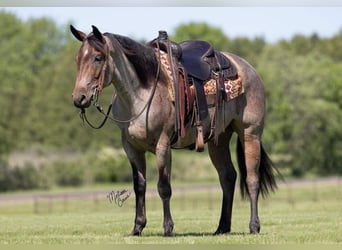 American Quarter Horse, Wallach, 4 Jahre, 147 cm, Roan-Bay
