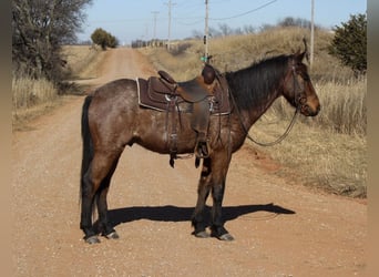 American Quarter Horse Mix, Wallach, 4 Jahre, 147 cm, Roan-Bay