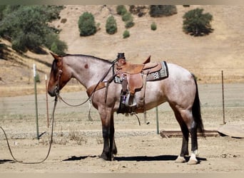 American Quarter Horse, Wallach, 4 Jahre, 147 cm, Roan-Bay