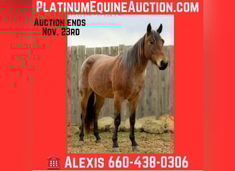 American Quarter Horse, Wallach, 4 Jahre, 147 cm, Roan-Bay