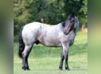 American Quarter Horse, Wallach, 4 Jahre, 147 cm, Roan-Blue
