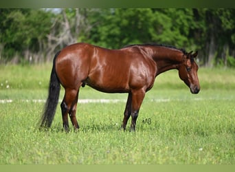 American Quarter Horse, Wallach, 4 Jahre, 147 cm, Rotbrauner