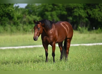 American Quarter Horse, Wallach, 4 Jahre, 147 cm, Rotbrauner