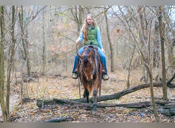 American Quarter Horse, Wallach, 4 Jahre, 147 cm, Rotbrauner