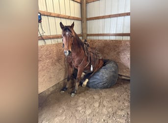 American Quarter Horse, Wallach, 4 Jahre, 147 cm, Rotbrauner