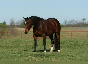 American Quarter Horse, Wallach, 4 Jahre, 147 cm, Rotbrauner