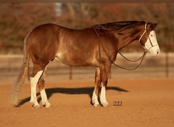 American Quarter Horse, Wallach, 4 Jahre, 147 cm, Rotfuchs