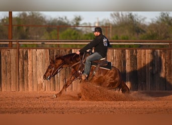 American Quarter Horse, Wallach, 4 Jahre, 147 cm, Rotfuchs