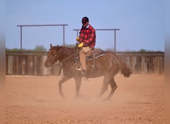 American Quarter Horse, Wallach, 4 Jahre, 147 cm, Rotfuchs