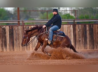 American Quarter Horse, Wallach, 4 Jahre, 147 cm, Rotfuchs
