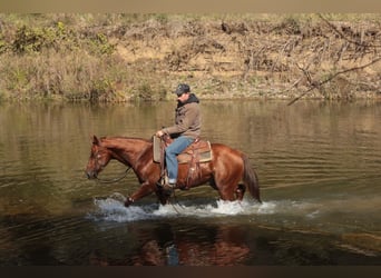 American Quarter Horse, Wallach, 4 Jahre, 147 cm, Rotfuchs