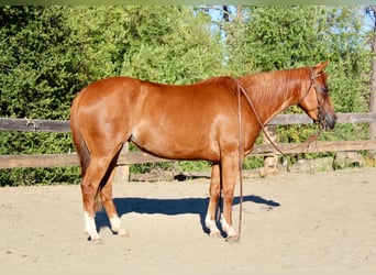 American Quarter Horse, Wallach, 4 Jahre, 147 cm, Rotfuchs