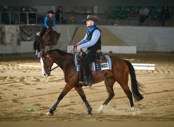 American Quarter Horse, Wallach, 4 Jahre, 148 cm, Brauner