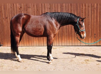 American Quarter Horse, Wallach, 4 Jahre, 148 cm, Brauner