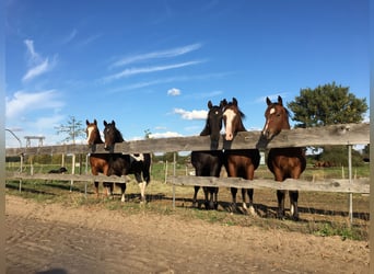 American Quarter Horse, Wallach, 4 Jahre, 148 cm, Brauner