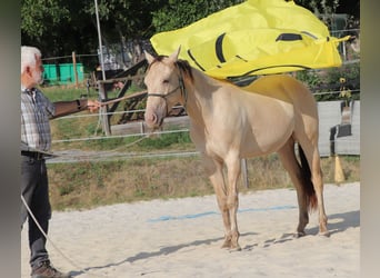 American Quarter Horse, Wallach, 4 Jahre, 148 cm, Champagne