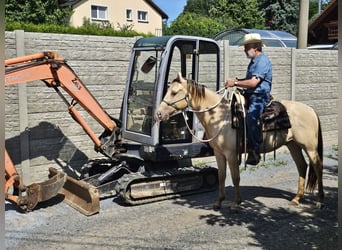 American Quarter Horse, Wallach, 4 Jahre, 148 cm, Champagne