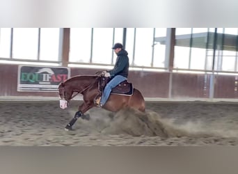 American Quarter Horse, Wallach, 4 Jahre, 148 cm, Fuchs