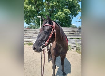 American Quarter Horse, Wallach, 4 Jahre, 148 cm, Rappe