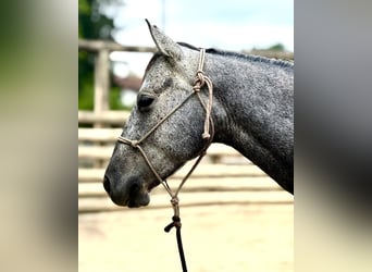 American Quarter Horse, Wallach, 4 Jahre, 148 cm, Rappschimmel