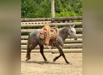American Quarter Horse, Wallach, 4 Jahre, 148 cm, Rappschimmel