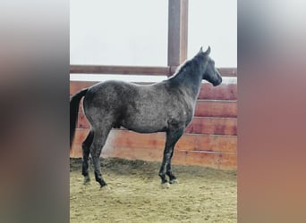 American Quarter Horse, Wallach, 4 Jahre, 148 cm, Rappschimmel