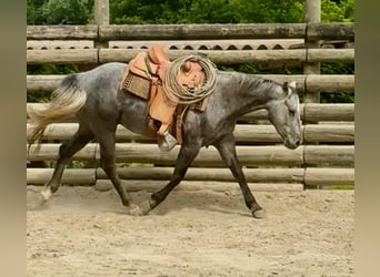 American Quarter Horse, Wallach, 4 Jahre, 148 cm, Rappschimmel