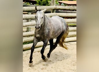 American Quarter Horse, Wallach, 4 Jahre, 148 cm, Rappschimmel