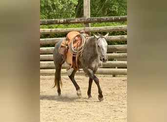 American Quarter Horse, Wallach, 4 Jahre, 148 cm, Rappschimmel