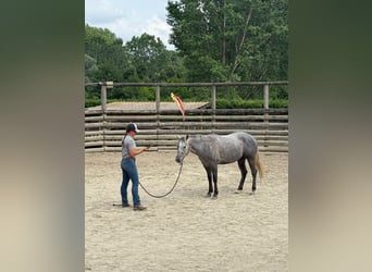 American Quarter Horse, Wallach, 4 Jahre, 148 cm, Rappschimmel