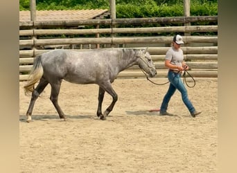 American Quarter Horse, Wallach, 4 Jahre, 148 cm, Rappschimmel