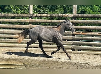 American Quarter Horse, Wallach, 4 Jahre, 148 cm, Rappschimmel