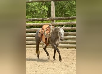 American Quarter Horse, Wallach, 4 Jahre, 148 cm, Rappschimmel